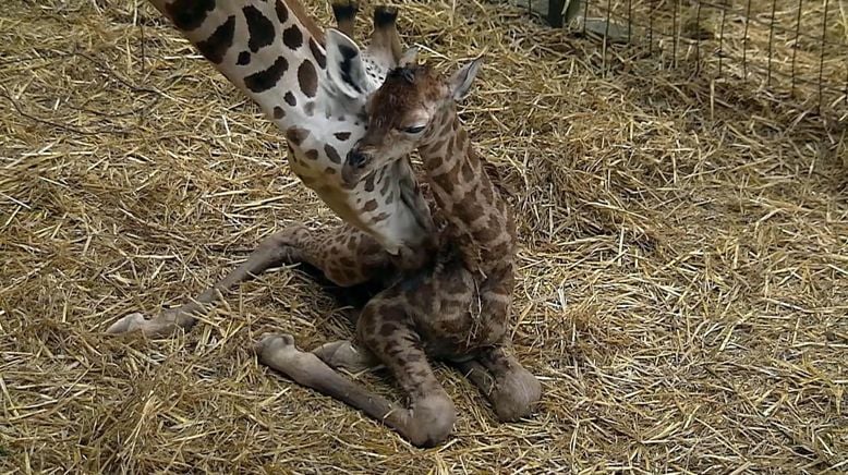 Zoo und so - Tierisch wild!