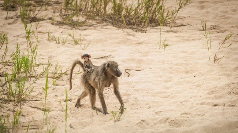 Afrikas Naturwunder - Ein Tag wie kein anderer