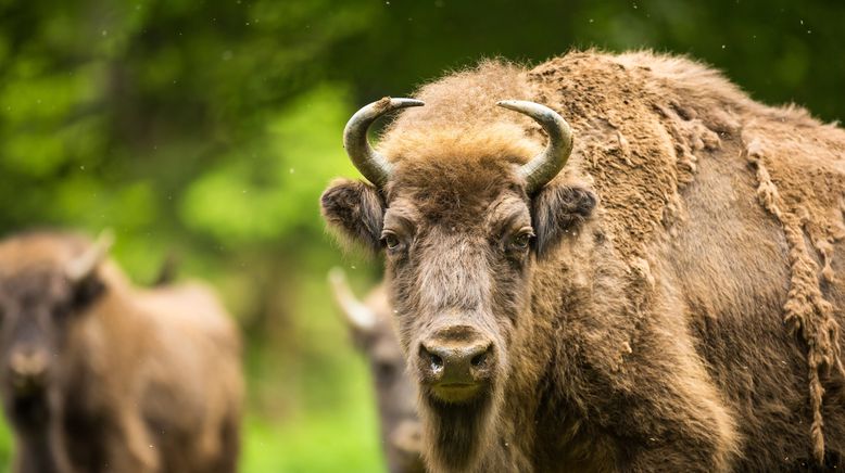 Europas verborgene Naturwunder