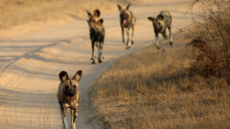 Die Magie des Leoparden