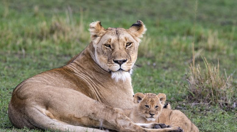 Big Cat Tales - Afrikas Raubkatzen