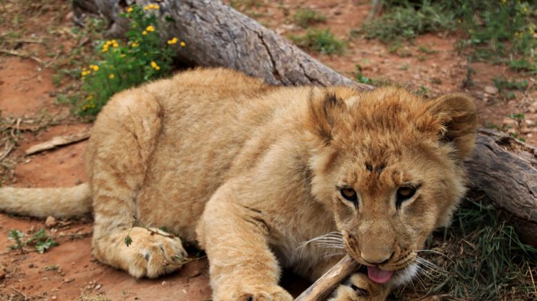 Löwenbrüder: Vom Kätzchen zum König