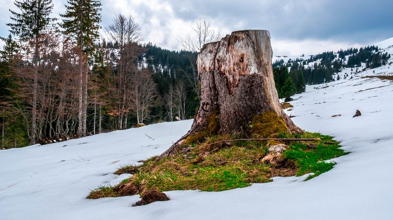 Winter im Hochschwarzwald