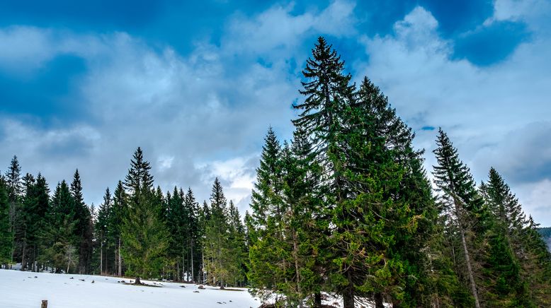 Winter im Hochschwarzwald