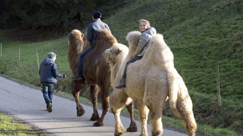 Tiere bis unters Dach