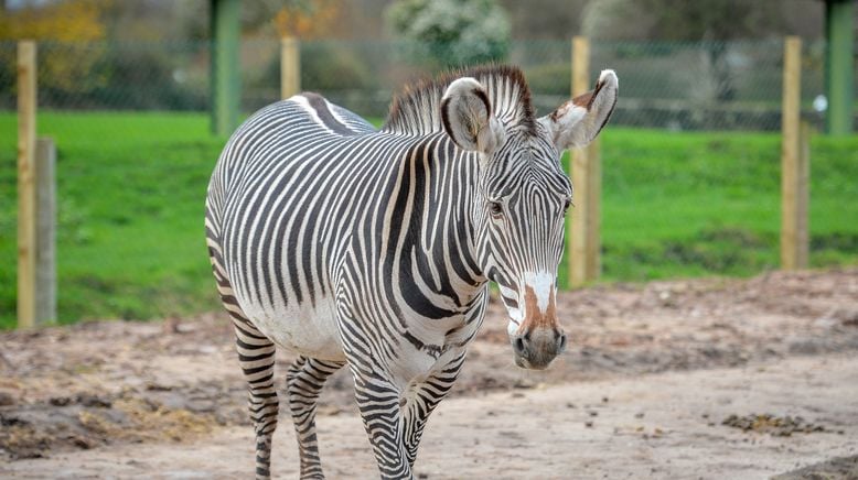 Zoo und so - Tierisch wild!