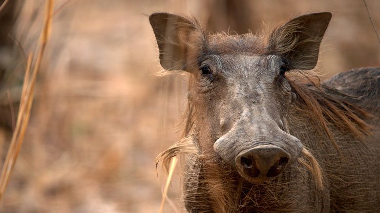 Tierische Überlebenskünstler