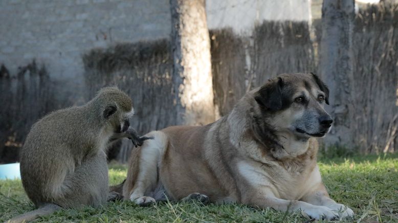 Fantastische Tierfreundschaften