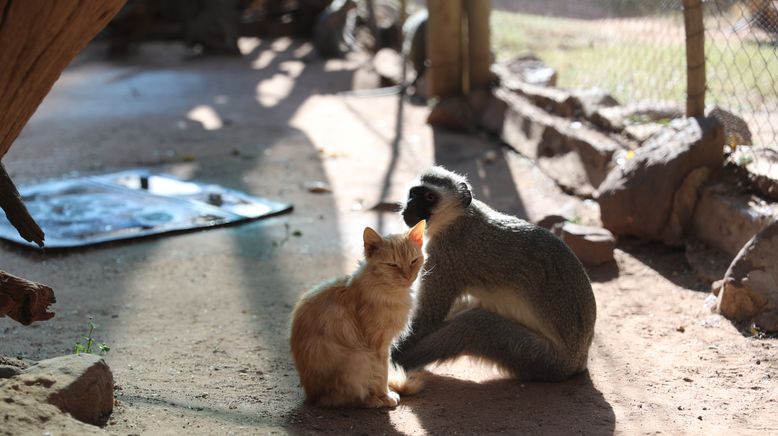 Fantastische Tierfreundschaften