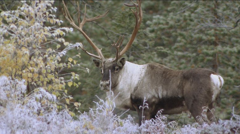 Skandinavien - Europas wilder Norden