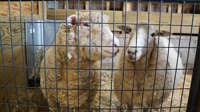 Animal Farm Michigan - Zuflucht für Tiere