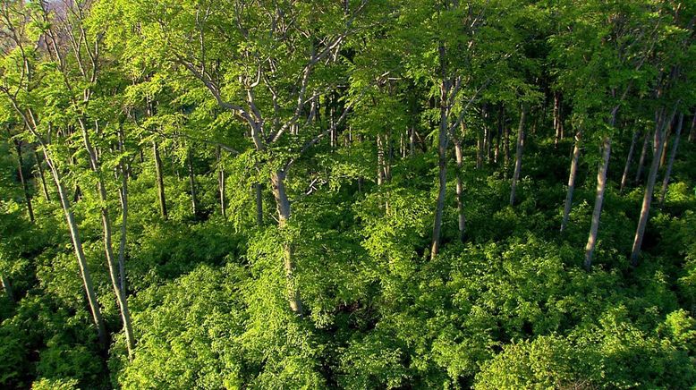 Wiener Wälder - Grüne Juwele