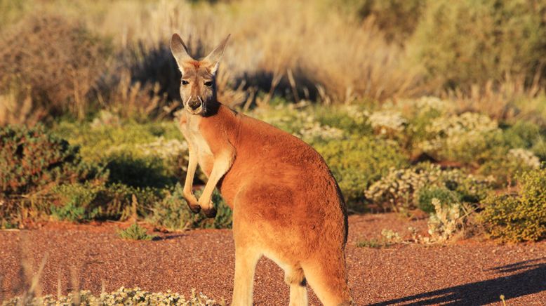 Wildes Australien