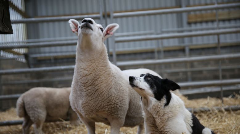 Tierische Freundschaften