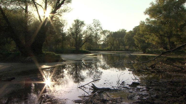 Fluss ohne Grenzen - Auenwildnis an der March