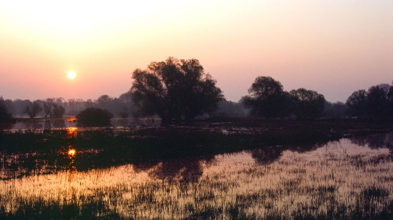 Fluss ohne Grenzen - Auenwildnis an der March