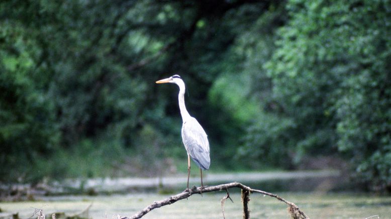 Fluss ohne Grenzen - Auenwildnis an der March