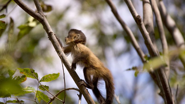 Tierkinder der Wildnis