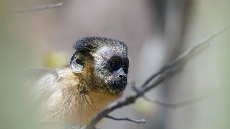 Tierkinder der Wildnis