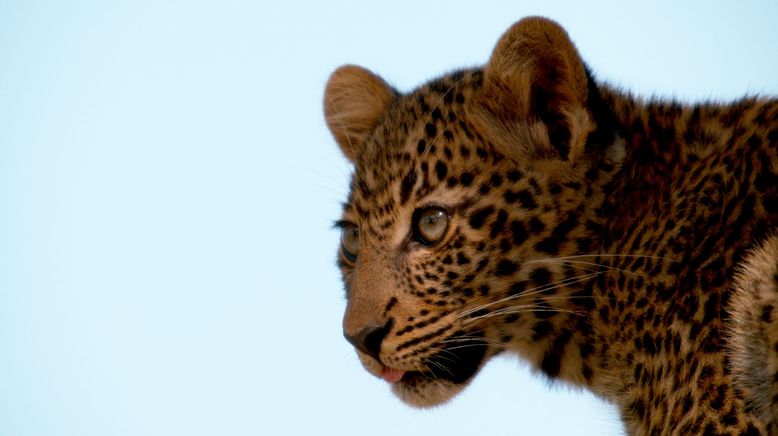 Der Leopard mit den Jade-Augen