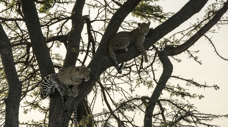 Der Leopard mit den Jade-Augen