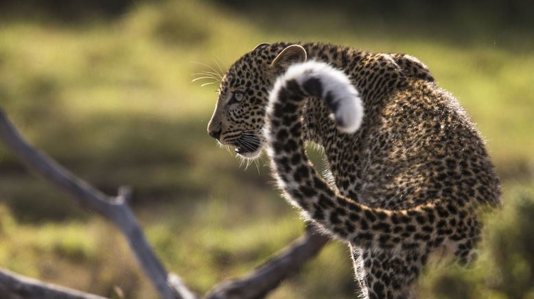 Der Leopard mit den Jade-Augen