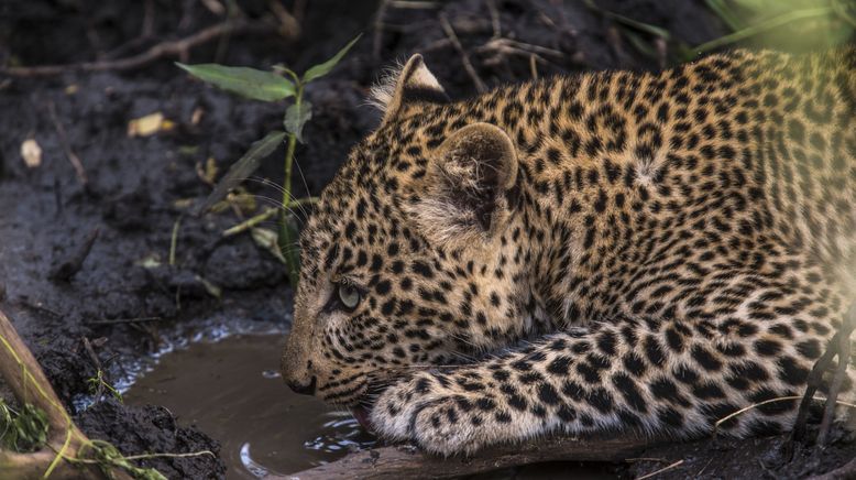 Der Leopard mit den Jade-Augen