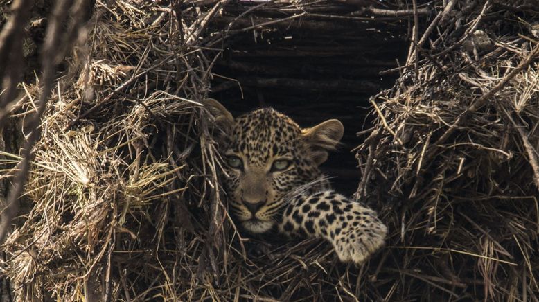 Der Leopard mit den Jade-Augen