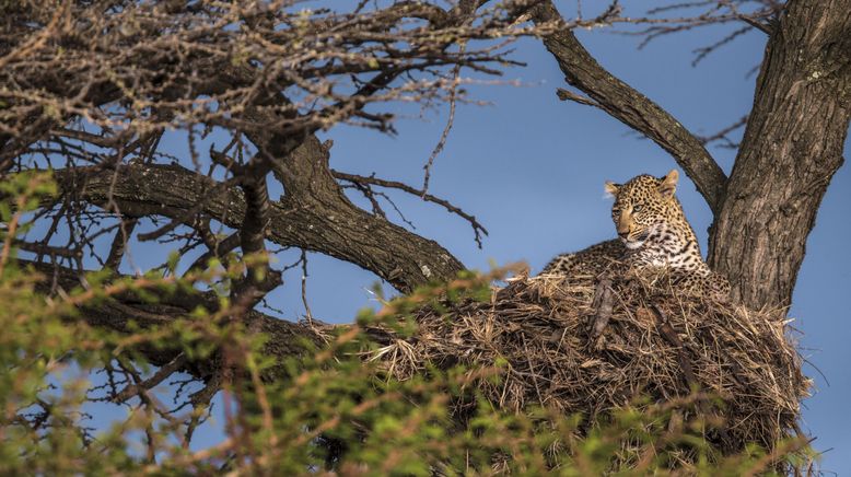 Der Leopard mit den Jade-Augen