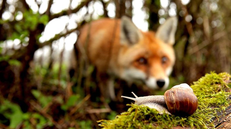 Frankreich - Wild und Schön