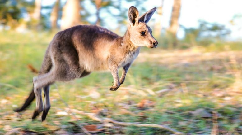 Australien - Magische Tierwelt