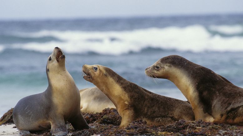 Australien - Magische Tierwelt