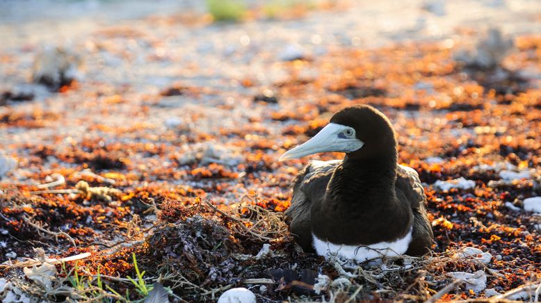 Australien - Magische Tierwelt