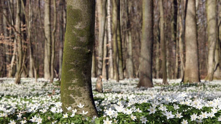 Wunderwelt Wald (2/2)