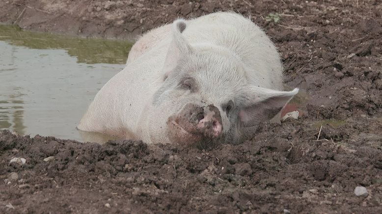 Animal Farm Michigan - Zuflucht für Tiere