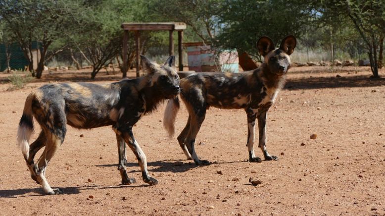 Anna und die wilden Tiere