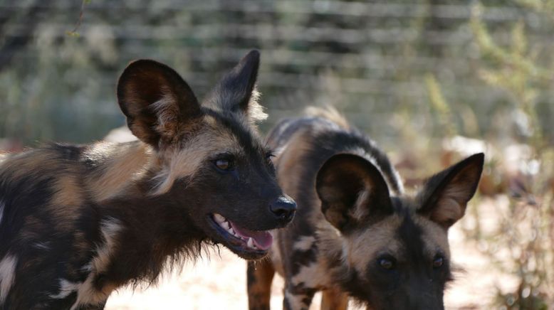 Anna und die wilden Tiere