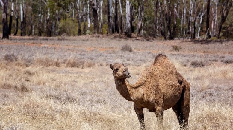 Australien - Magische Tierwelt