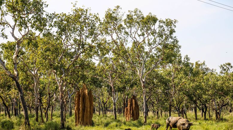 Australien - Magische Tierwelt