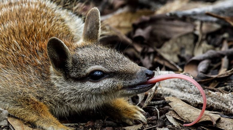 Australien - Magische Tierwelt