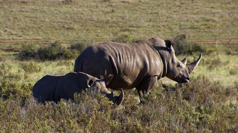 Am Kap der wilden Tiere