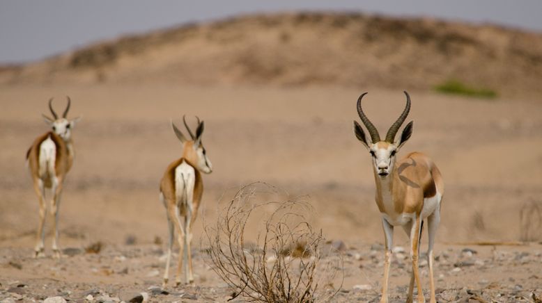 Die wilden Flüsse Afrikas