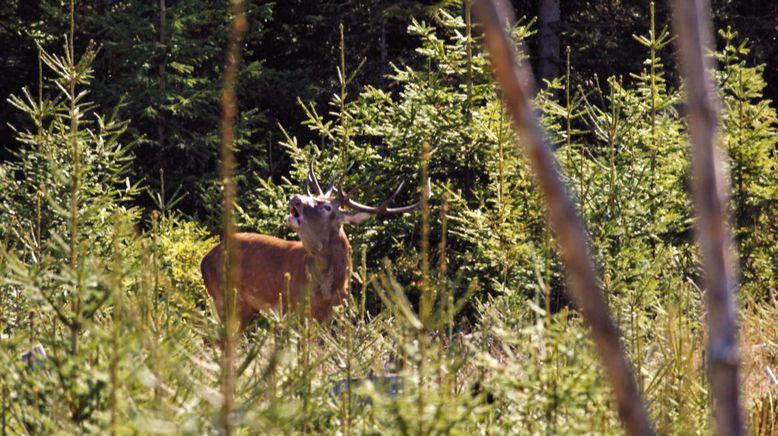 Anna und der wilde Wald