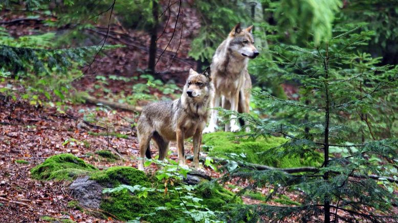 Anna und der wilde Wald