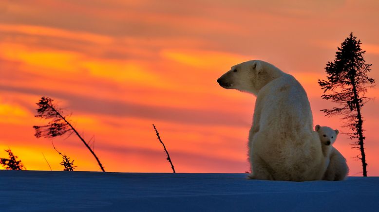 Königreich der Eisbären