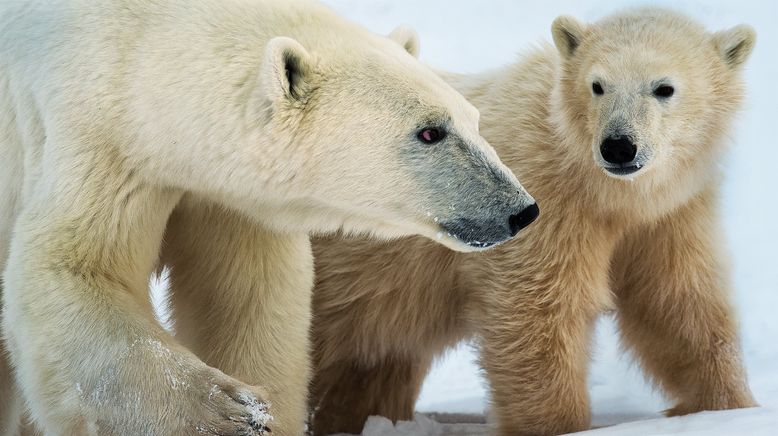 Königreich der Eisbären