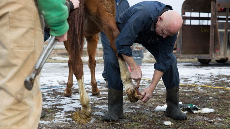 Der unglaubliche Dr. Pol