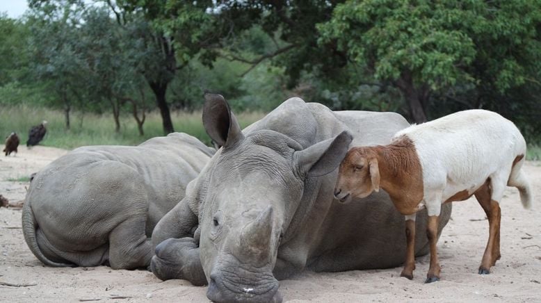 Tierische Freundschaften