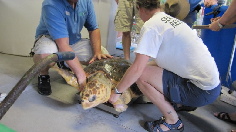 Fish Tank Kings - Gigantische Wasserwelten