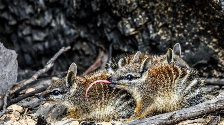 Australien - Magische Tierwelt